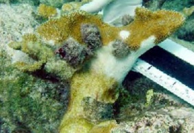 coral-eating snails covered in algae feed on elkhorn coral tissue. coral-eating snails covered in algae feed on elkhorn coral tissue.